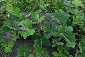 Korean Porn Vines - Kudzu is so much more than the â€œvine that ate the South.â€