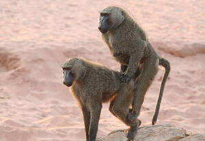 Baboon Sex - 70+ Mating Baboons Stock Photos, Pictures & Royalty-Free Images - iStock