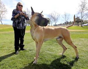 Great Dane Sex Porn - Why this Great Dane from Murrieta won best of breed at the Westminster Dog  Show â€“ San Bernardino Sun