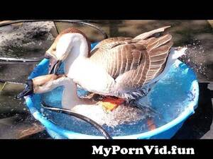 goose orgy - Goose Orgy | Sex Pictures Pass