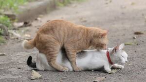 Cats Having Sex Porn - 420+ Mating Domestic Cats Stock Videos and Royalty-Free Footage - iStock
