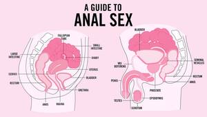 Anal Sex Diagram - Anal Sex: Safety, How tos, Tips, and More | Teen Vogue