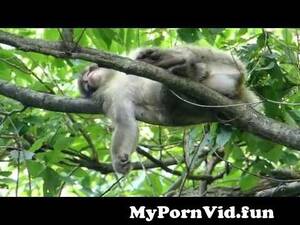 Japanese Porn Monkey - Female Japanese Monkey Masturbating from close up japanese girl  masturbation creamy pussy Watch Video - MyPornVid.fun