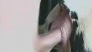 Cow Porn Video - cow porn Animal Porn