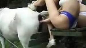 cow fisting pussy - fisted Animal Porn