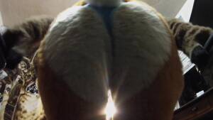 Furry Porn Close Up - Close up ass PoV + fart Porn Video - Rexxx
