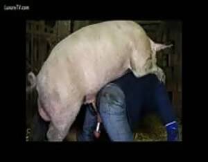 Boars And Women Porn - Wild boar - Extreme Porn Video - LuxureTV