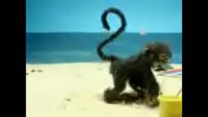 Monkey Sex Fetish - Hot Monkey - XNXX.COM