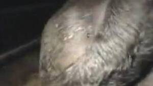 Man Fucks Calf Cow - Man fuck Cow Animal Porn