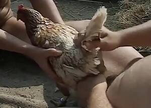 Man Fucks Chicken Bestiality - Chicken / Most popular Page 1