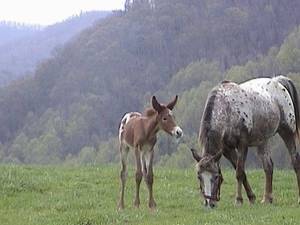Brazilian Donkey Porn - Beautiful Appaloosa Mare, and Mule Foal