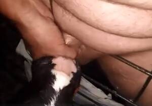 free calf sucking dick - Calf suckling horny fat guy's cock - Zoo Xvideos