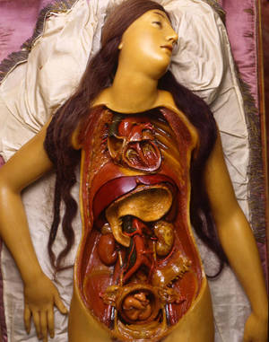 Anatomy Porn Show - At first glance, the anatomical model to the left (also known as â€œThe  Doll,â€ â€œMedical Venus,â€ or simply â€œVenus) might seem like nothing more than  an ...