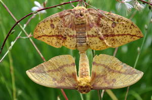 Moth Porn - moth porn