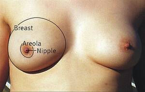 healthy breasts nude - Breast - Wikipedia
