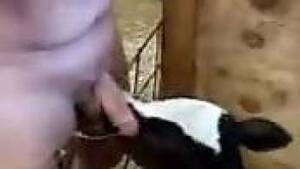Cow Fucking Porn - Dude throat-fucking a sexy cow in a kinky porn clip