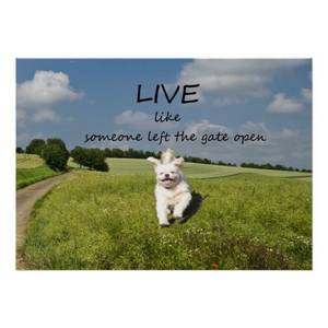 Bestiality Porn Motivational Posters - Live Like Someone Left the Gate Open Poster created by funnylife.