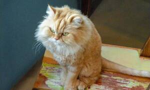 Asian Lap Dance Porn - Asia Archive | My Travel Journal-Blog