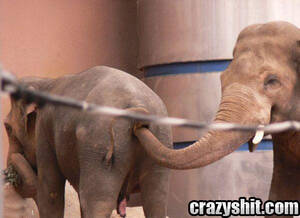 Elephant Butt Sex - CrazyShit.com | Elephant Anal Action Aka Trunking - Crazy Shit