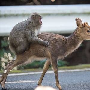 Monkeys Mating With Humans Sex - Snow monkey attempts sex with deer in rare example of interspecies mating |  Animal behaviour | The Guardian