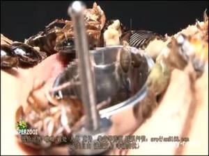 Insect Insertion Anal Porn - Formicophilia Cockroach Insertion