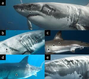 Great White Shark Sex Porn - Evidence of interactions between white sharks and large squids in Guadalupe  Island, Mexico | Scientific Reports