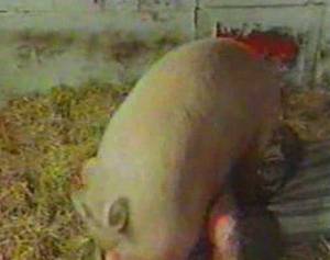 amateur homemade fuck pig - Amateur zoo porn