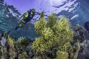 chubby amateur nude beach girls - Puerto Morelos Scuba Diving Reef - Tours Xpert
