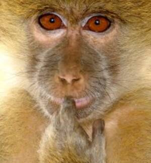 Monkey Watch Porn - Monkeys like porn too â€º News in Science (ABC Science)