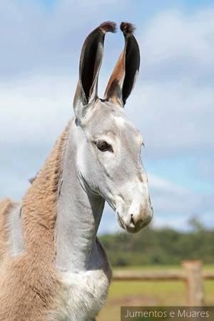 Brazilian Donkey Porn - This is a Pega donkey, a breed from Brazil often used to create gaited  mules (using Brazilian gaited horse breeds).
