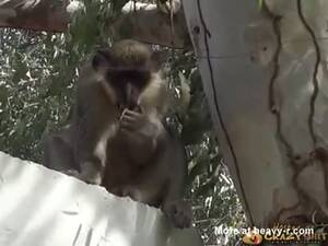 Monkey Cum Porn - Monkey Eating His Own Sperm