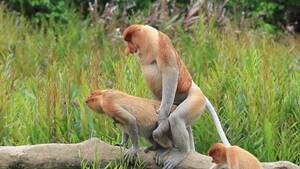 Monkey Sex - Pair Proboscis Monkeys Mating Sex Stock Footage Video (100% Royalty-free)  17502664 | Shutterstock