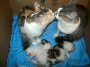 Kiss Cat Porn - Mommy and Daddy cat kiss while watching over their babies. Best cat family  picture ever.