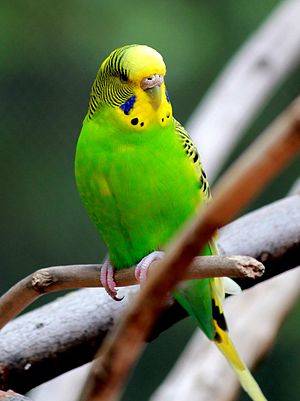 Cleveland Show Sex And The Biddy - Parakeet - The Australian shell parakeet, or budgerigar, is a popular pet  and the