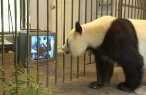 Asian Panda Porn - Giant Pandas | JASMINE TEA & JIAOZI
