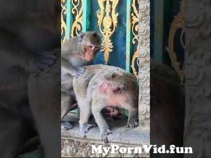 fat naked monkey - Hard Life of baby monkey that mother and Father making love for one more  baby #shorts