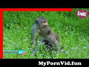 fat naked monkey - perverted monkey with chicken from perverted dude fucks chicken in a porn  sex scenexxx com aa ag fat girl sex with boy video clips Watch Video -  MyPornVid.fun