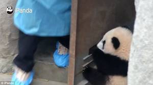 Naughty Panda Porn - Hanging there: The cub latched onto the door as a keeper came out from the