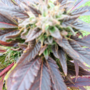 Fucking Possible - batshemale: How is that fucking possible. Porn Photo Pics