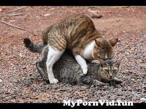 Cats Mating Porn - Cats Mating veryClosely Record Successfully , Cat mating close up from sex  matting closup video Watch Video - MyPornVid.fun