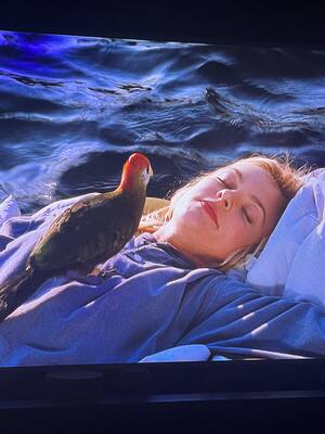 Bird Watching Porn - Was watching some weird porn. Just kidding it's Disney's The Parent Trap.  What kind of bird is this? : r/whatsthisbird