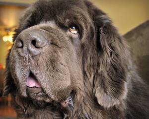 Dogstyle Porn - Up Close And Personal, Big Dog Style - My Brown Newfies