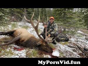 Elk Hunting Porn - Epic Kill Shot Idaho Elk Hunt - Stuck N The Rut 157 from n@rut Watch Video  - MyPornVid.fun