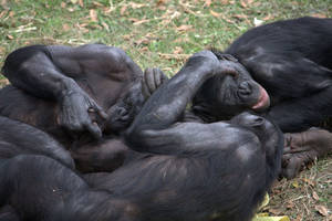Monkeys Mating With Humans Sex - (PHOTO: LAGGEDONUSER/FLICKR)