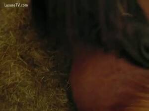 Man Fucks Mini Mare - Mini horse having orgasm - LuxureTV