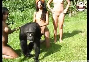 Monkey Sex With Brasilian Girls - MONKEY SEX WITH BRASILIAN GIRLS - Videos - All Bestiality in one place