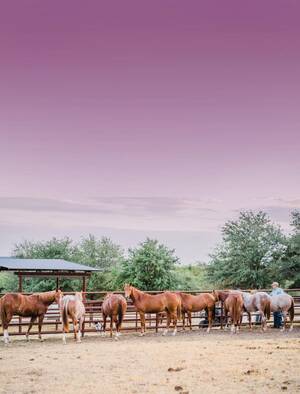 Nebraska Pendleton Porn - NMS July 2023 by Livestock Publishers - Issuu
