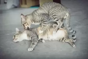 Cats Having Sex Porn - cat having sex, cat make love Stock Photo | Adobe Stock