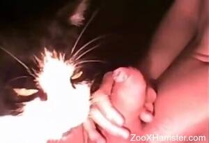 Man Fucks Cat Porn - Dude up and decided to actually fuck with cats