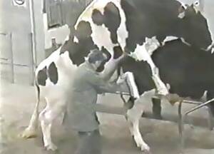 Lustful Cows Fucking - Cow Videos / Zoo Zoo Sex Porn Tube / Most popular Page 1